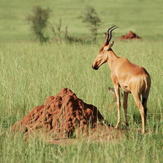 Murchison - Hartebeest